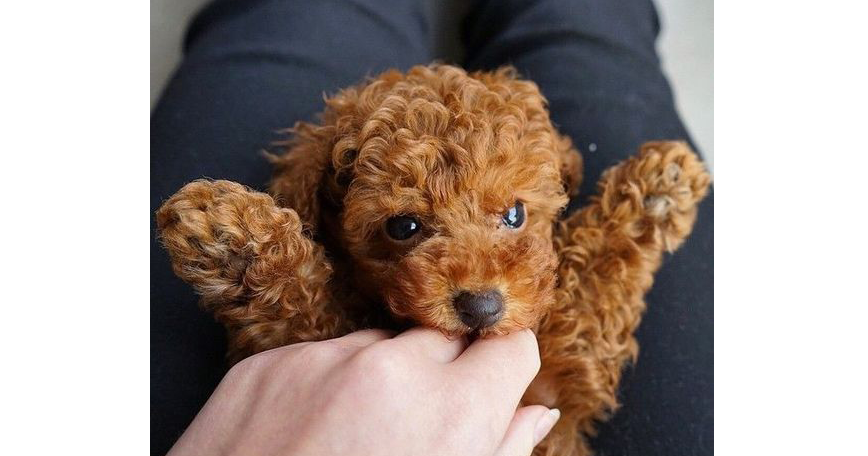 Toy Poodle Dog Breed Information - Vetstreet