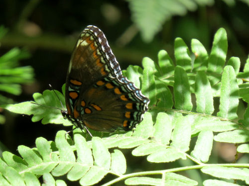 red spotted purple admiral