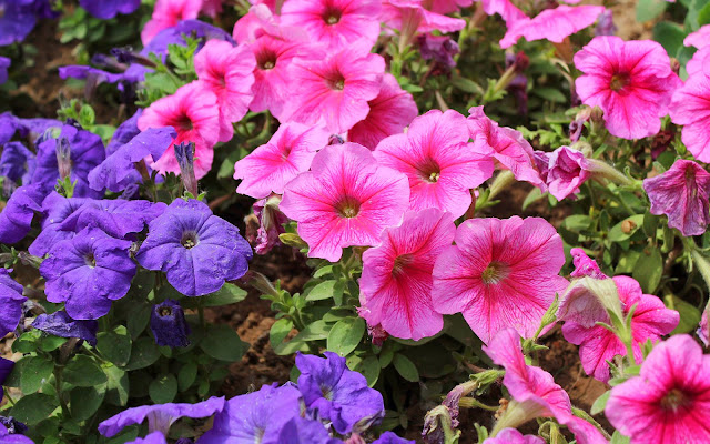 Een weelderig boeket met roze en paarse bloemen in een zomerse tuin.