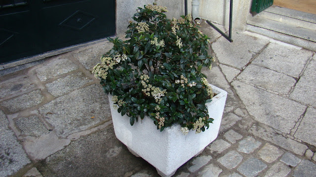Durillo (Viburnum tinus L.).