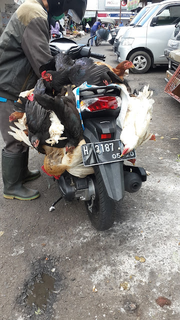 chickens seller in Salatiga market, ayam, penjual ayam, pasar chickens seller in Salatiga market