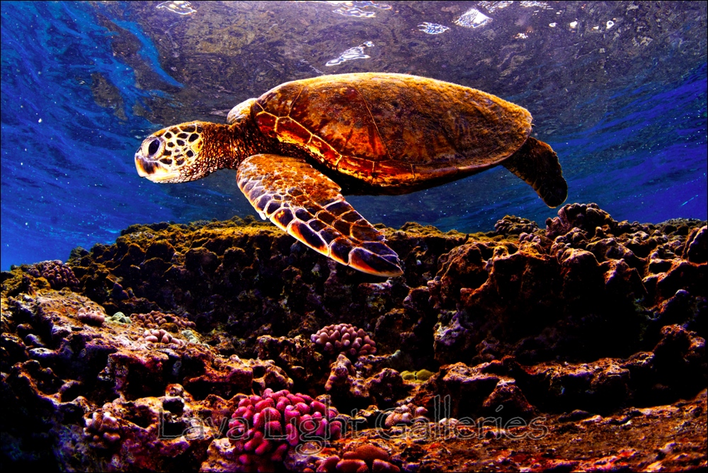 How Fast Do Turtles Swim - leaevadesign