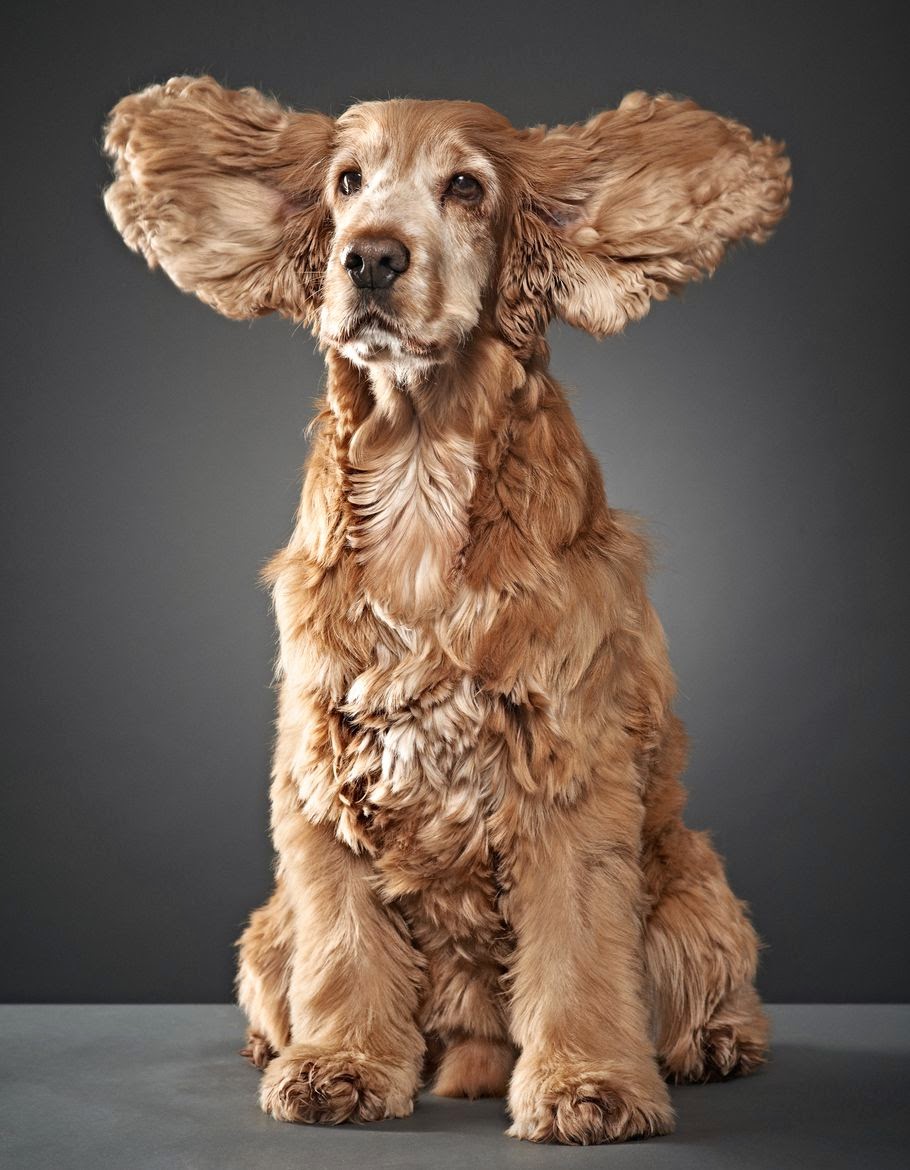 американский кокер спаниель. американский водяной спаниель. волнистые уши. британский кокер спаниель. русский кокер спаниель.