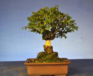 bonsai air layering bonsai air layering