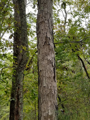 oak, bark, tree