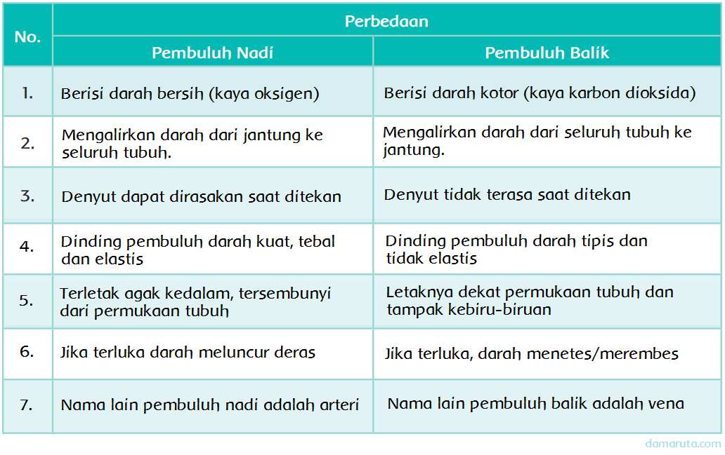 Perbedaan Pembuluh Nadi Dan Pembuluh Balik Halaman 6 Belajar Kurikulum 2013