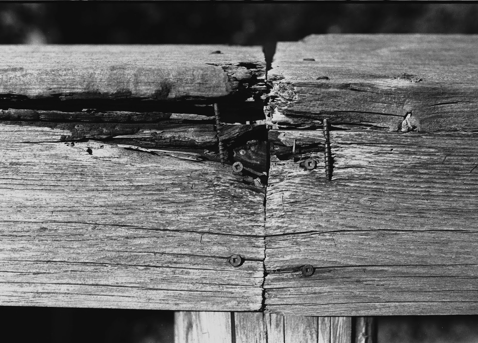 kentmere black and white film