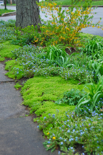 The Front Woodland garden is shade and semi shade. Right now the Forget-me-nots and forsythia bush are packing the color, with Sedum 'Acre' giving a nice ground cover under the clumps of spiky daylily foliage. 