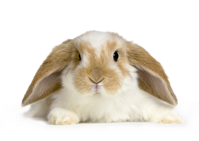 Image result for bunnies