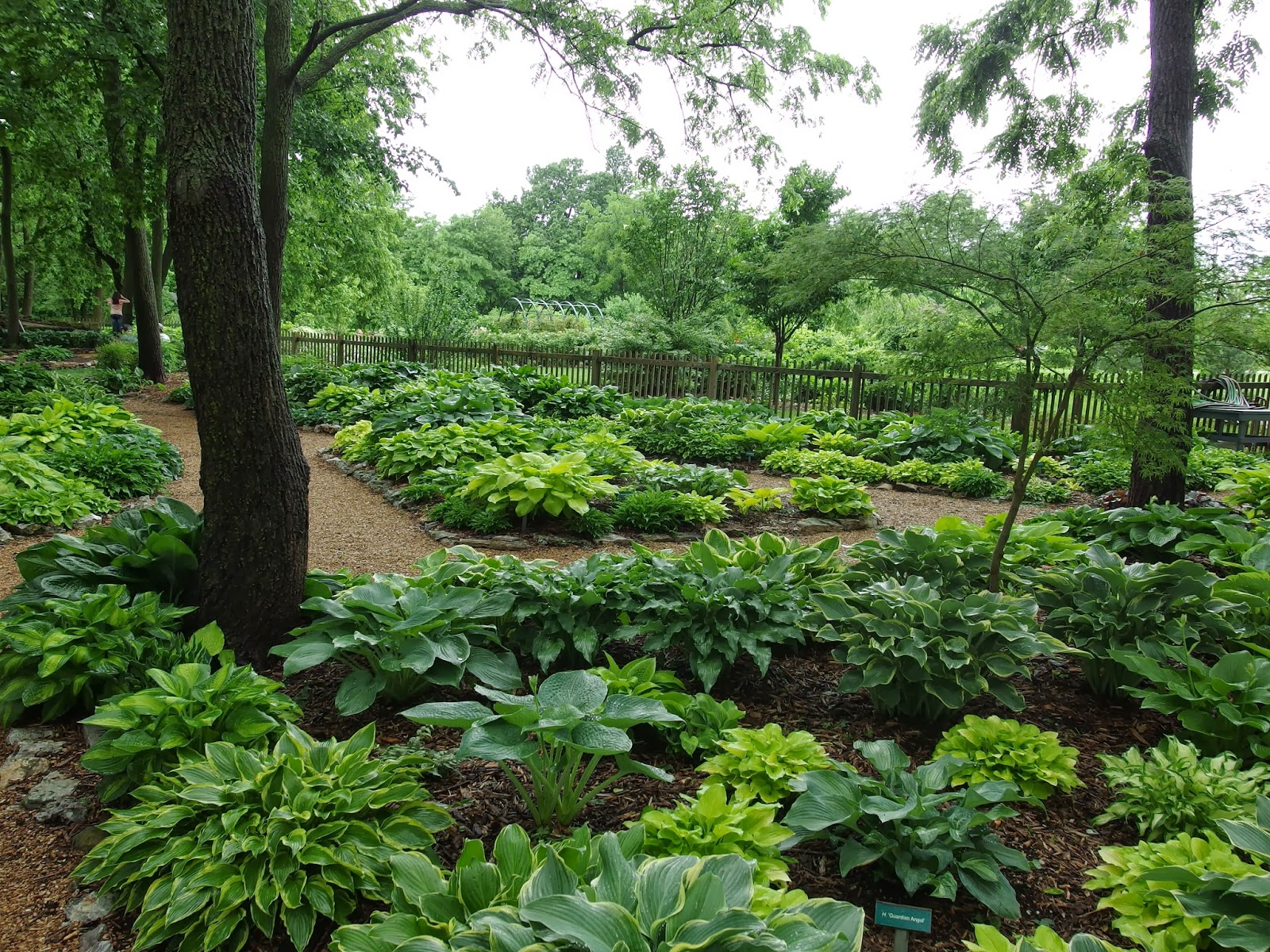Hostas and Shade Gardening