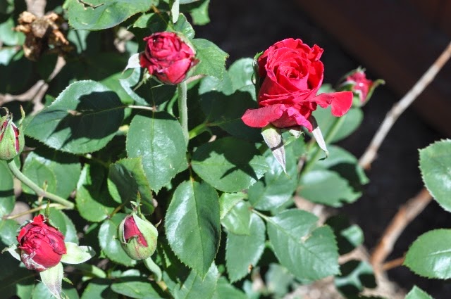 roses coloradoviews.filminspector.com