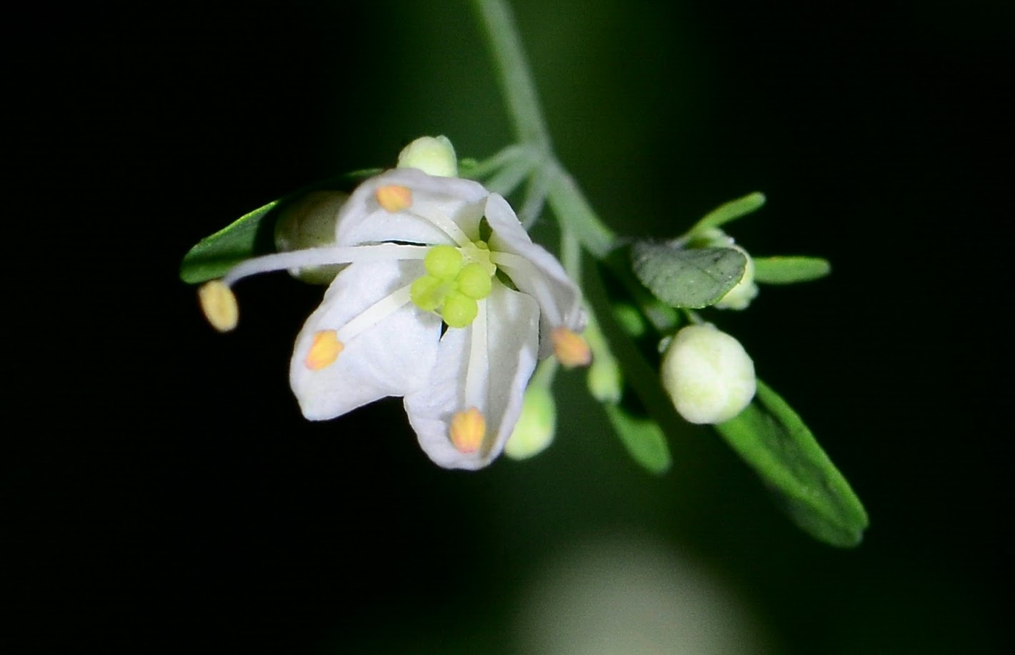 臭節草 Boenninghausenia albiflora Reichenb. 【芸香科】