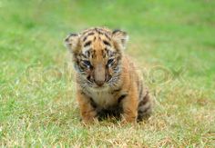 tiger images