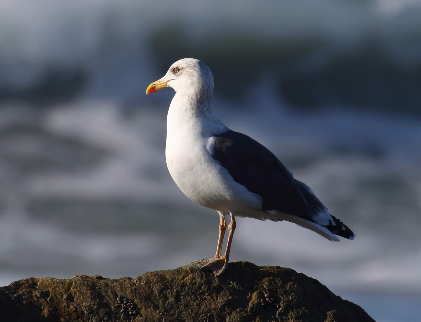 Rare Lesser Blackbacked Gull at Coronado Greg in San Diego