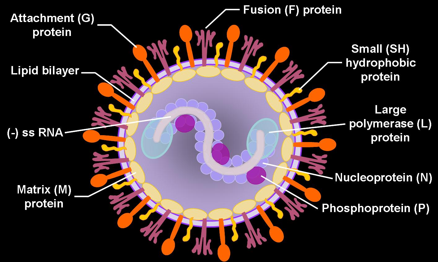 Respiratory Syncytial Virus Health Secrets and Tips