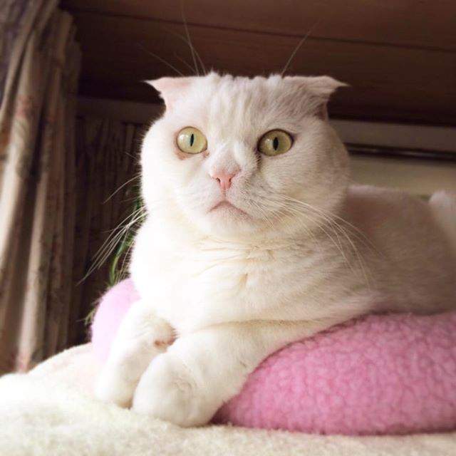 100 Gambar Kucing Imut-Imut Dan Lucu Untuk Wallpaper Hp 100 Gambar Kucing Imut-Imut Dan Lucu Untuk Wallpaper Hp