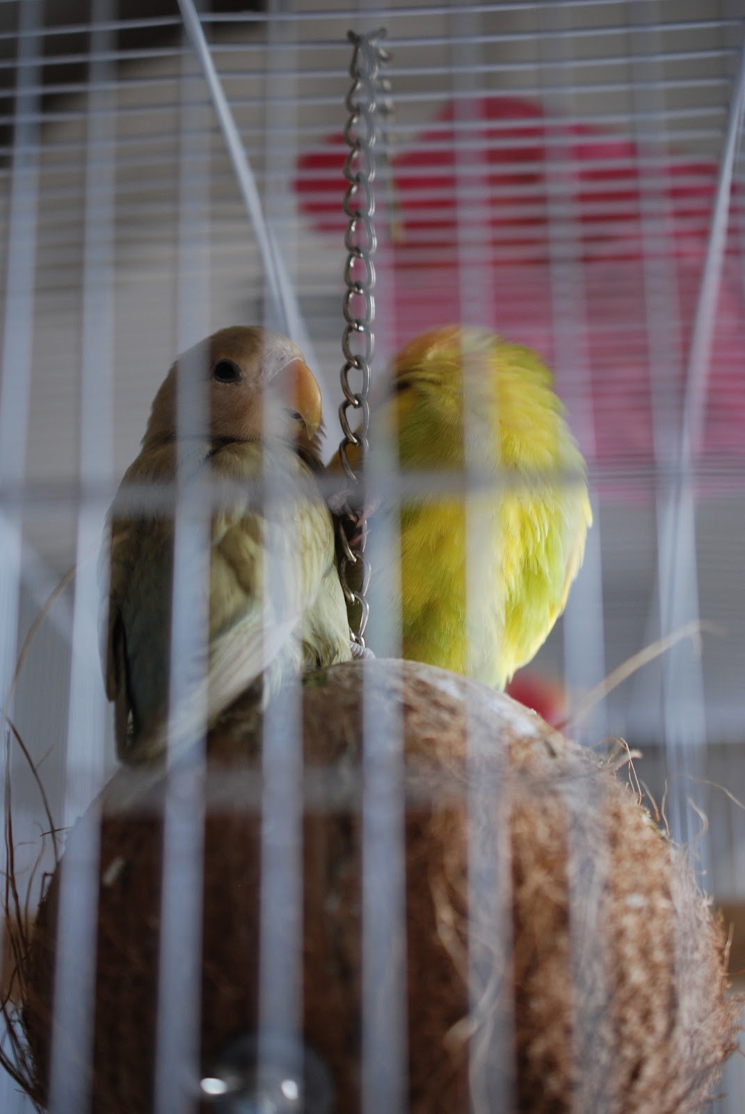 Bird In Everything Love Birds Cage