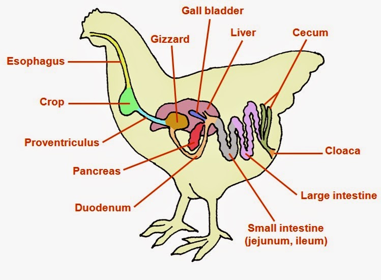Sistem Pencernaan pada Ayam