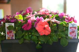 impatiens fungus 2013 sunpatiens