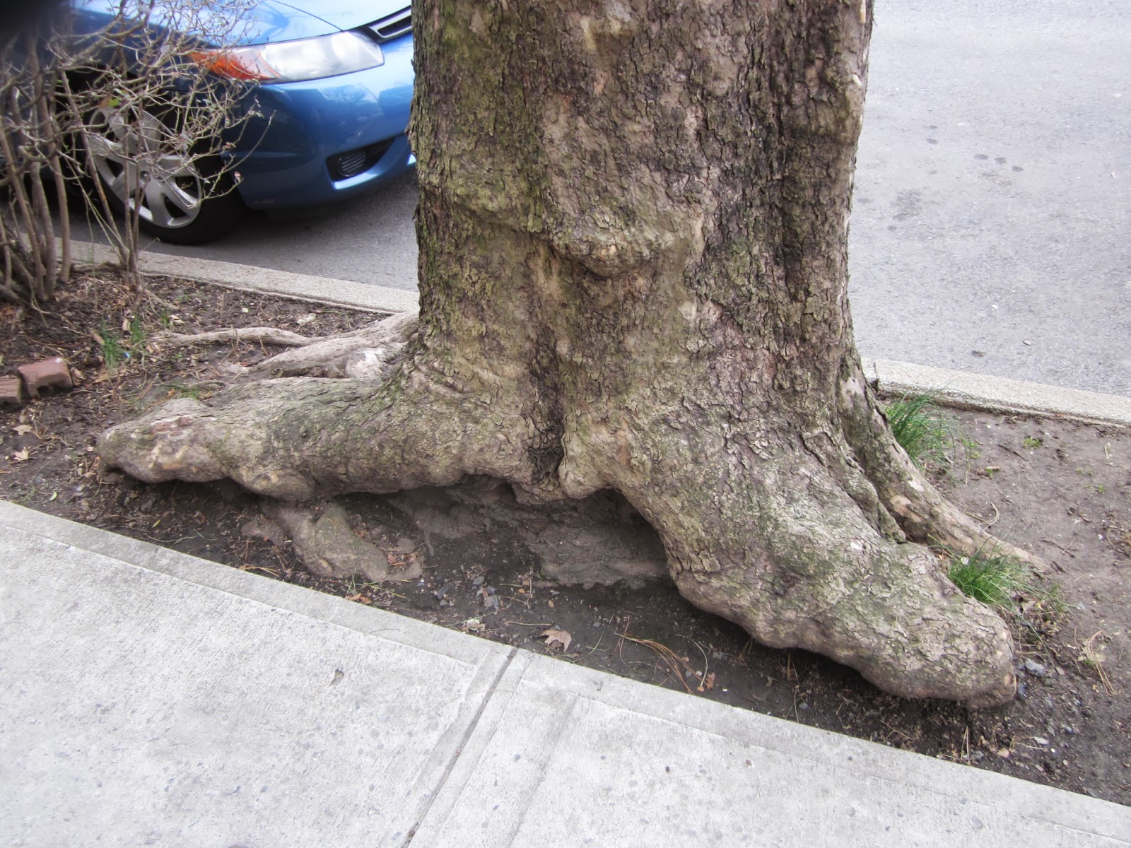 KARMABrooklyn Blog: TREE ROOTS THAT LOOK LIKE FEET