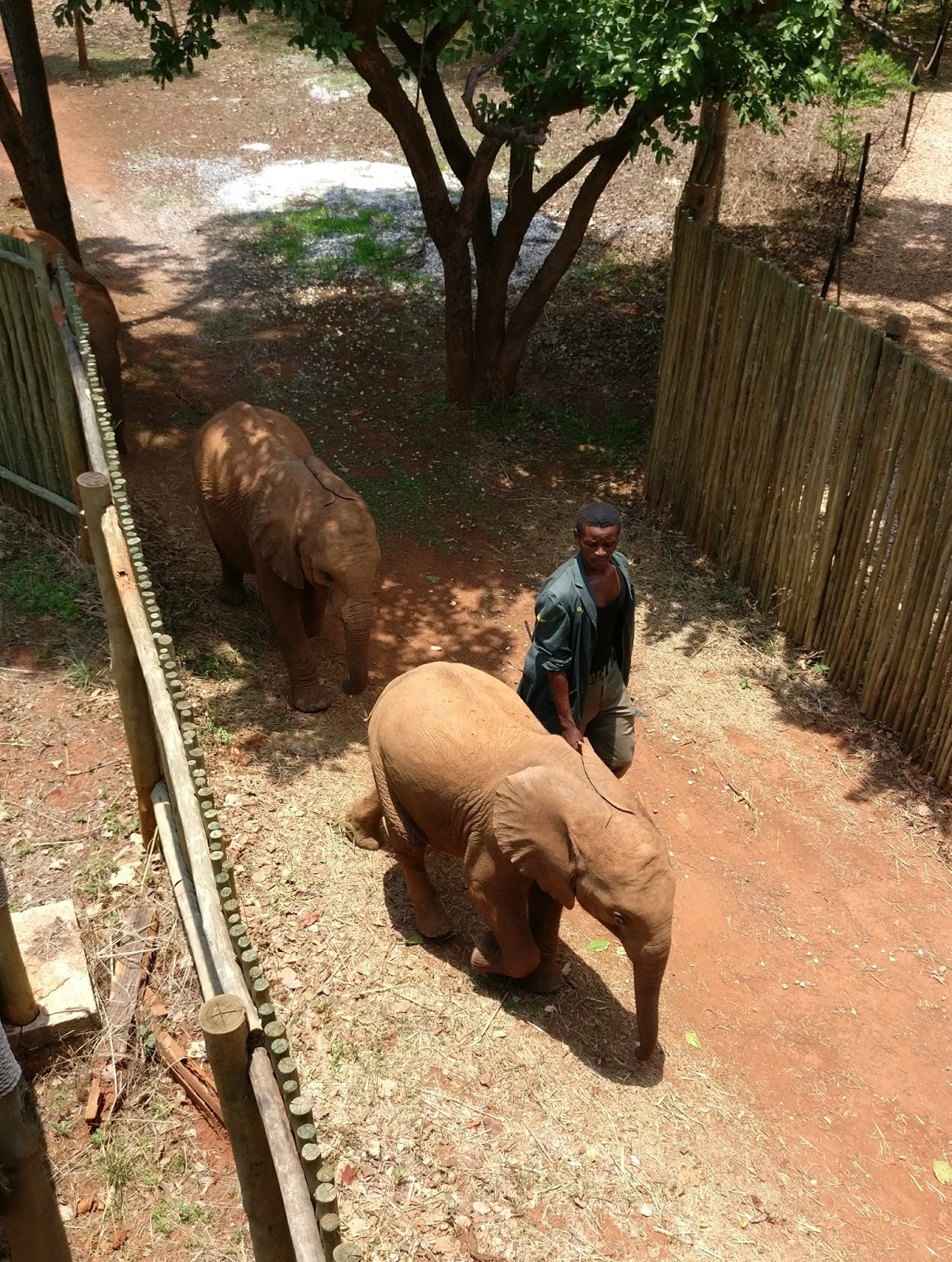 Ebo on tour Elephant Orphanage Project bei Lusaka (Sambia)