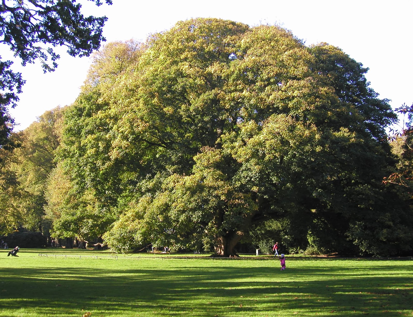Giant Trees From Around The World Sycamore Trees