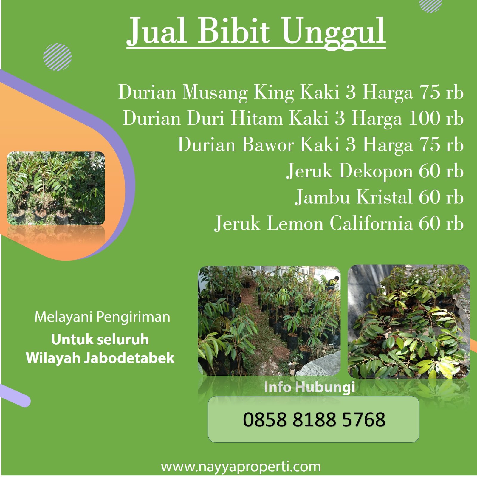 Jual Bibit Durian, Jeruk Lemon, dan Jambu Kristal di Cileungsi