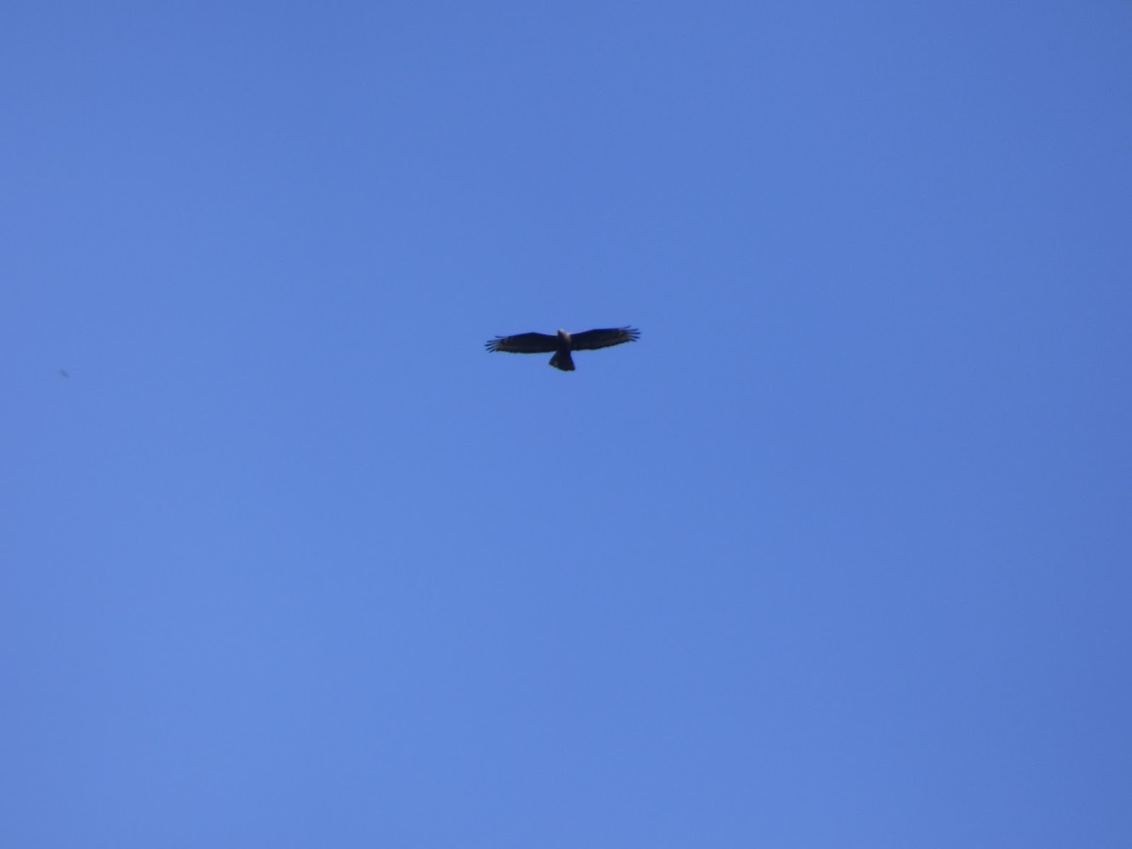 Buteo