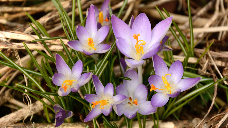 Wild Crocuses