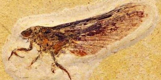 Fosil Serangga Purba