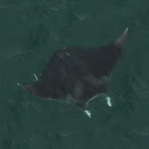 Giant Manta Ray Spotted Off Brevard County Coast
