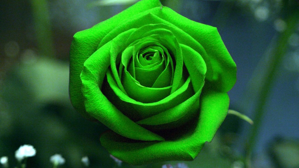 Green Rose Wallpapers | The Best Place to Enjoy Your Lovely Desktop!
