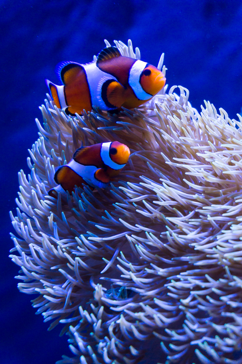 Clown Fish | Sciphotos