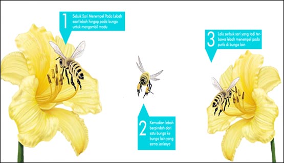 Macam Macam Penyerbukan Beserta Gambarnya Lengkap
