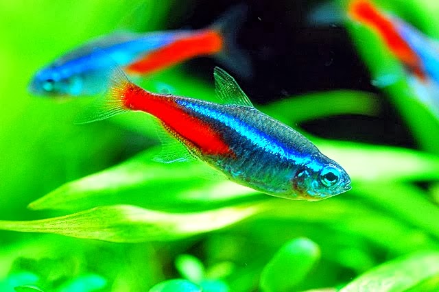  Ikan Neon Tetra  Paracheirodon innesi Biota Dunia Perairan