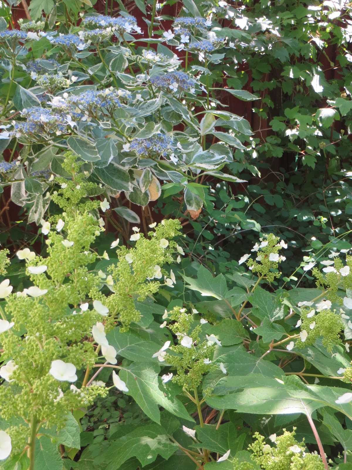 Real World Gardener Stunning Hydrangeas In Plant Of The Week