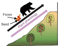 http://sciencythoughts.blogspot.co.uk/2016/04/understanding-role-of-bears-in-enabling.html