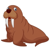walrus : hải mã (quó-rợt-sơ) - Tiếng Anh Phú Quốc