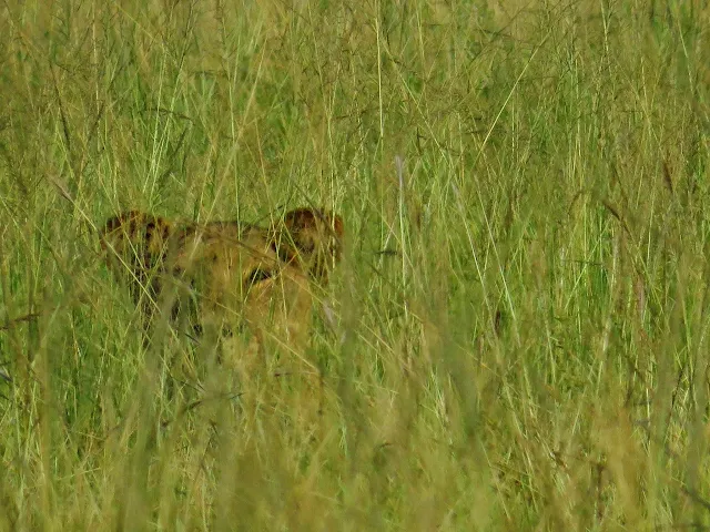 Lion in the grass in Uganda's Queen Elizabeth National Park