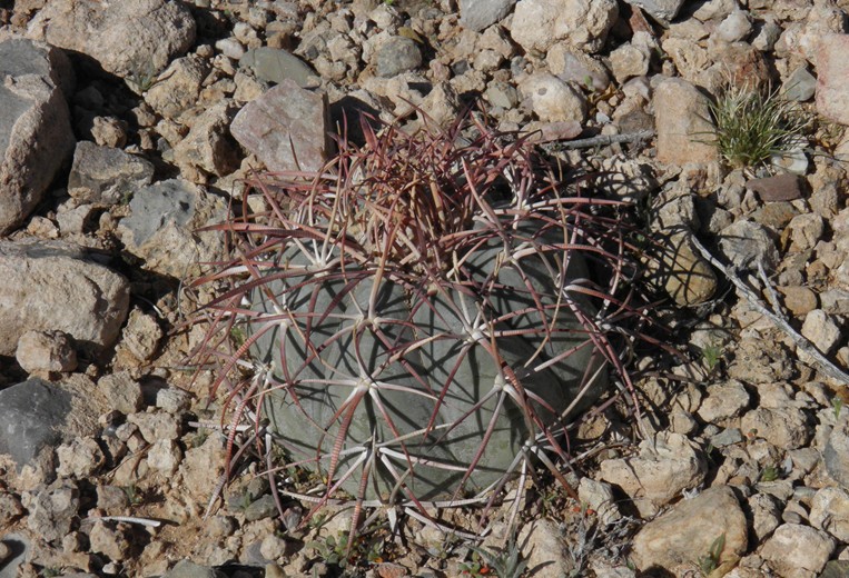Arizona Beetles, Bugs, Birds and more Bighorn Sheep in the Waterman