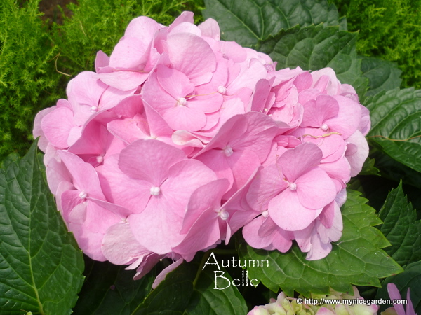 Free Printable Pink Hydrangea Flower The Graphics Fairy Love