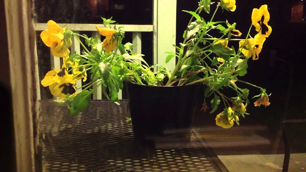 Coffee Time How To Revive DeadLooking Plants