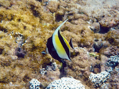 Zanclus Cornutus Zanclus Cornutus