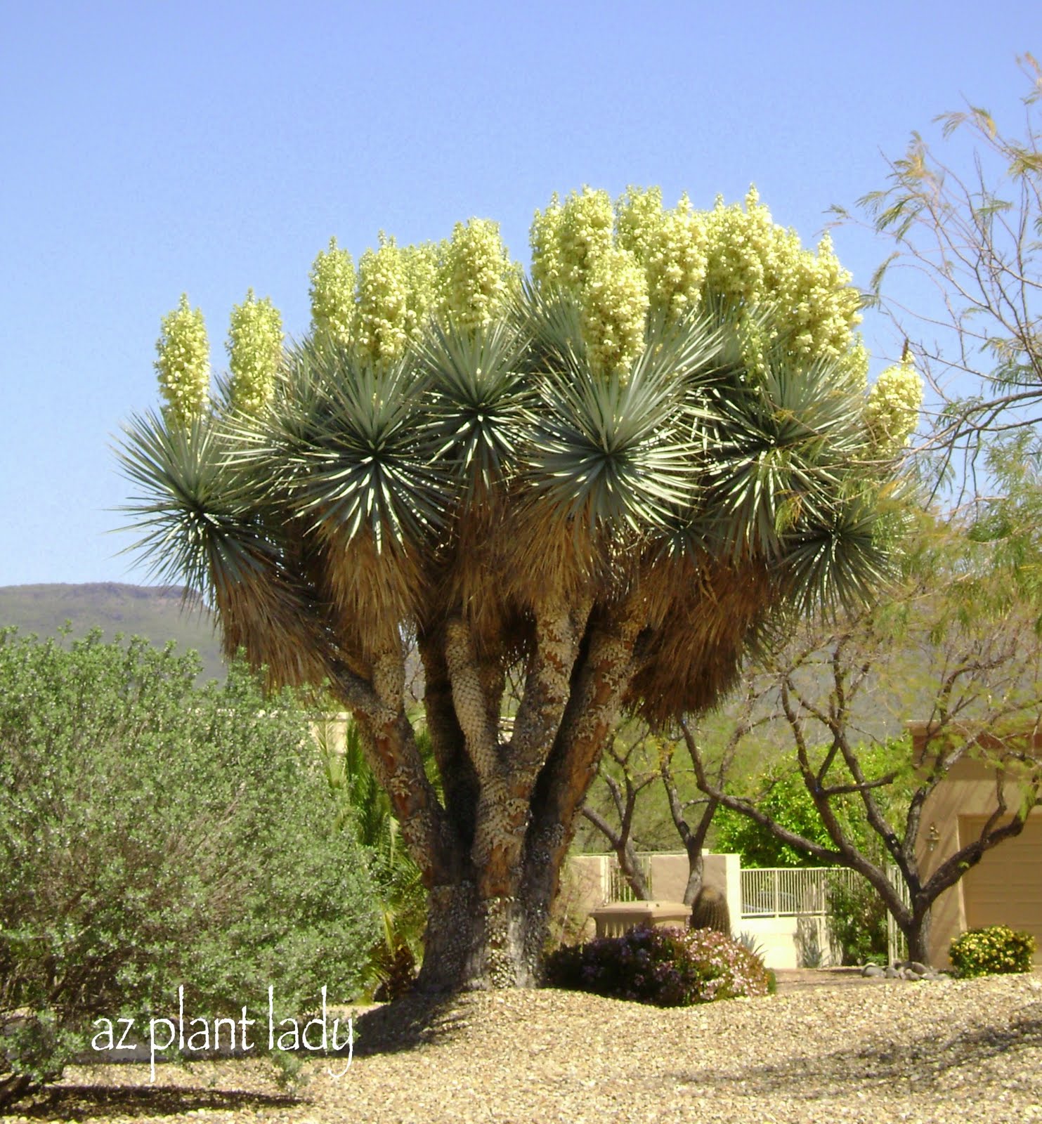 My Husband, Agave and Yucca....A Losing Battle? Ramblings from a