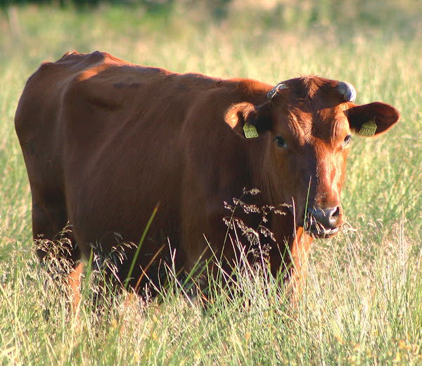 how to tag a cattle, tagging cattle, tag cattle, tagging a cattle, tagging a cow