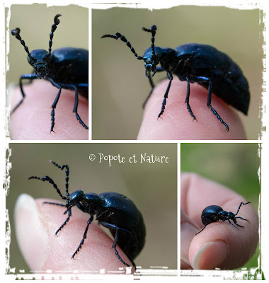 © Popote et Nature- Méloé printanier - Meloe proscarabaeus