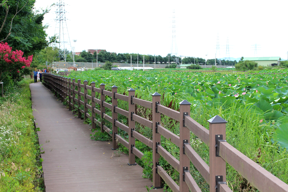 Stunning Lotus Season in South Korea Banyawol Lotus Field at Ansim