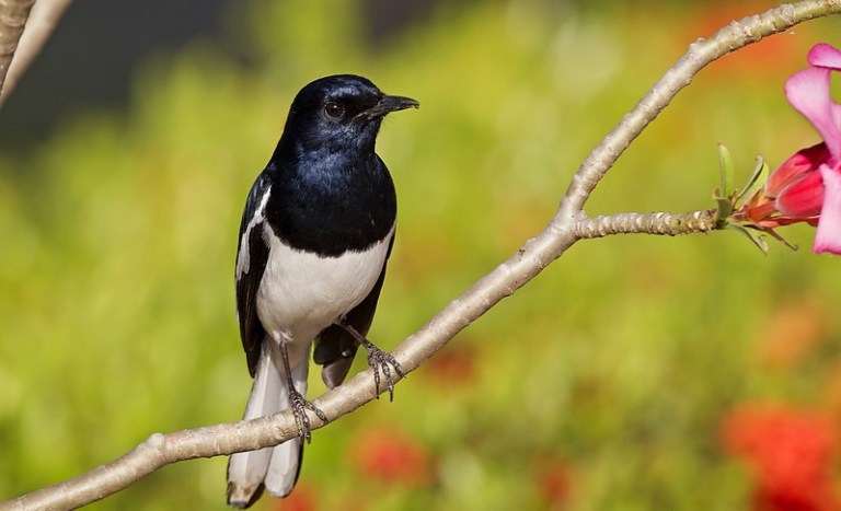 Jenis-Jenis Burung Kacer - Portal Edukasi