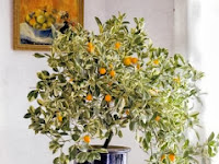 Gardening : Stunning orange trees