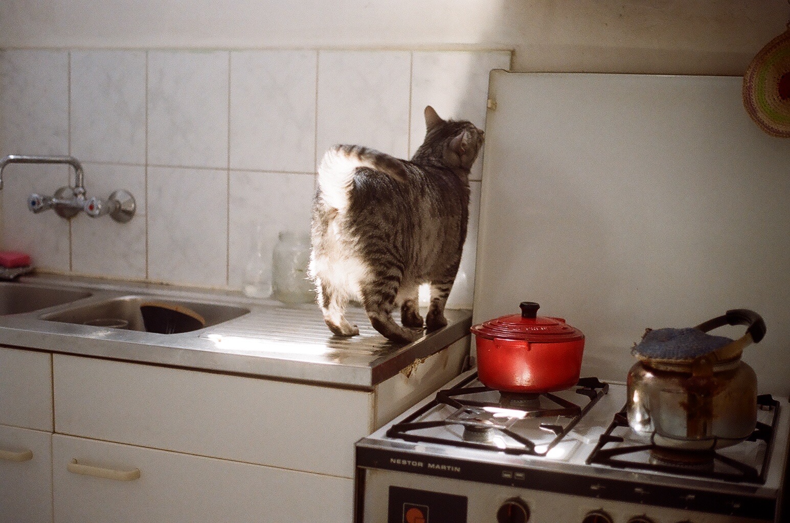 mieke willems kitchen cats